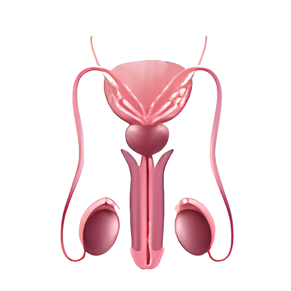 3D Image 2