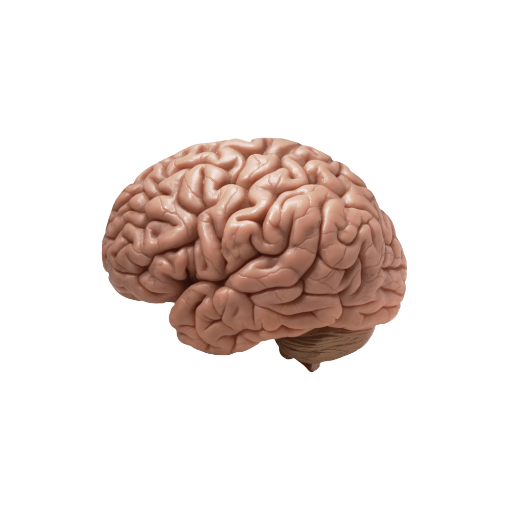 3D Image 4